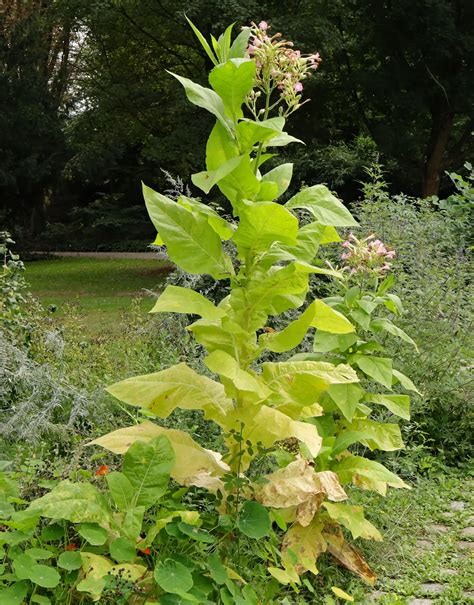 Tabac Tabac Cultivé Nicotiana tabacum