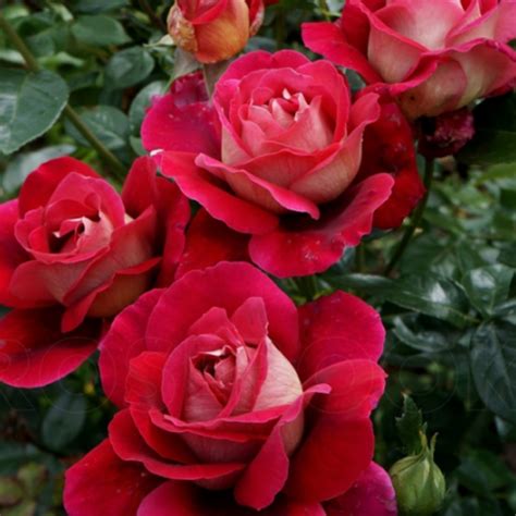 Кроненбург