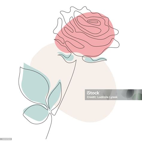 Rose Line Kunst Vektorillustration Kontinuierliche Linienzeichnung Und ...
