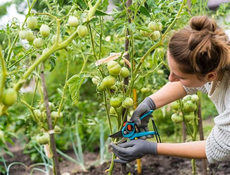 7 Tomato Plant Pruning Mistakes To Avoid