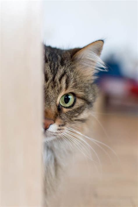 Gato Que Est Al Acecho Detr S De Una Puerta Mirando El Espectador