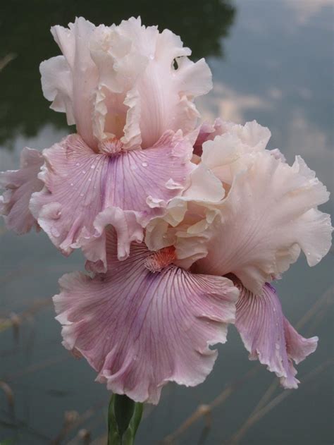 Photo Of The Bloom Of Tall Bearded Iris Iris Cross My Heart Posted