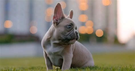 French Bulldog Cost Revealed: Your Definitive Guide to Understanding the Price!