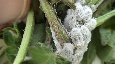 Identify Mealybugs, Life Cycle & How to get rid in garden?