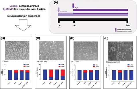 BIOCELL Free Full Text Molecular And Cellular Mechanisms Of