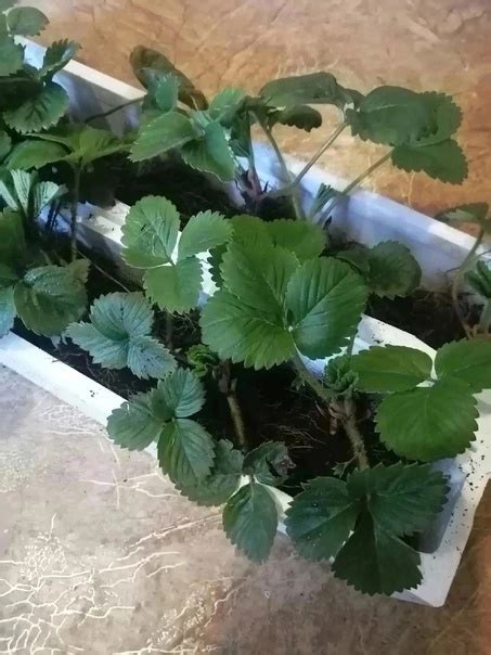 Продам рассаду клубники, сорт Фестивальная, с хорошей корневой системой ...