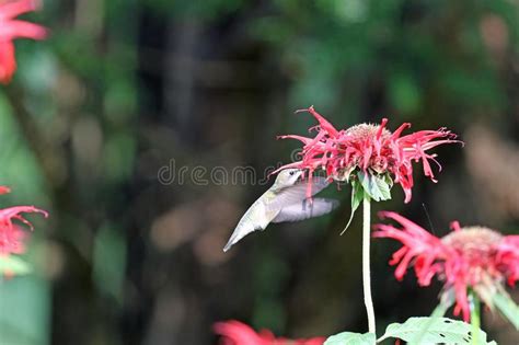 Hummingbird Feeding on Bee Balm Stock Image - Image of feeding, beak ...