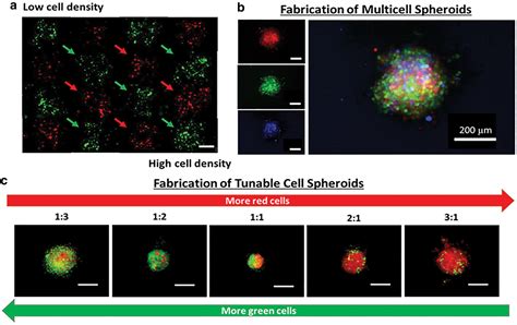 Three Dimensional Bioprinting In Vascular Tissue Engineering And Tissue