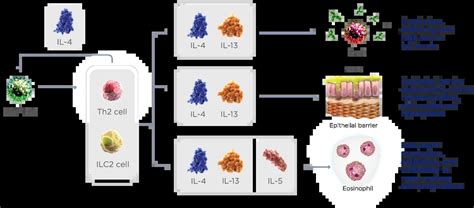 Type Inflammation In Crswnp