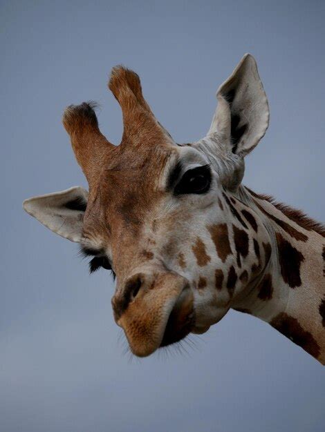 Premium Photo Close Up Of Giraffe Against Sky