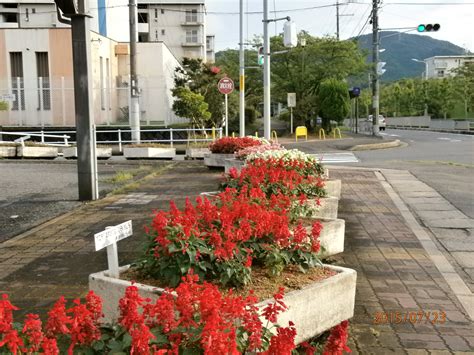 南花台（コノミヤ駐車場）に美しく咲く花 咲っく南花台com