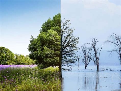 Qué ventajas y desventajas tiene la deforestación Ventajas y