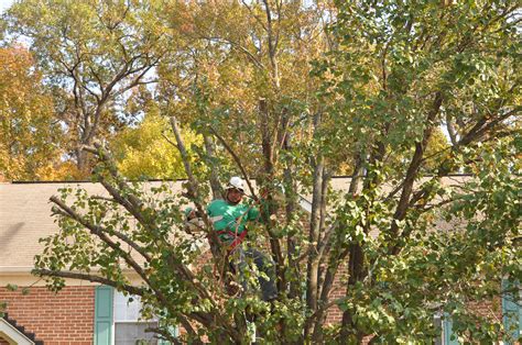 tree trimming service costs 6