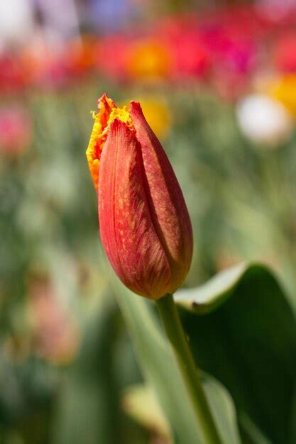 Premium Photo Colorful Fresh Tulip Flower Bloom In The Garden