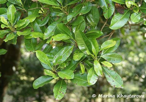 Trees of Tropical Asia - Syzygium aromaticum