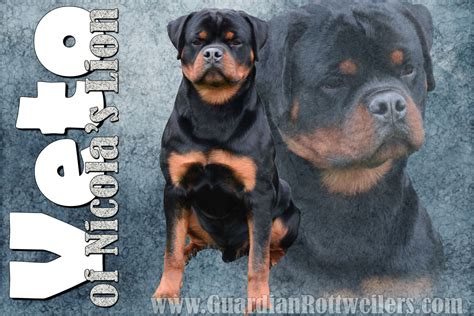 Veto Of Nicolas Lion Guardian Rottweilers