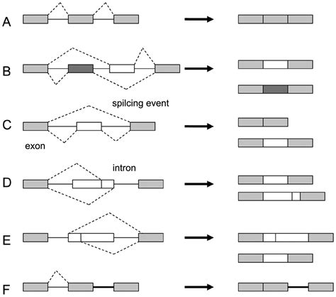 Mechanism Of Alternative Splicing And Its Regulation Review