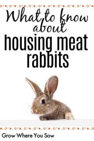 Raising Meat Rabbits Colony Vs Hutch Grow Where You Sow Meat