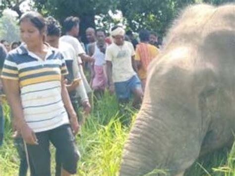 Elephant Dies Due To Electrocution In Raigarh रायगढ़ में खेत में मिला शव रिहायशी इलाकों में