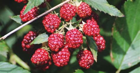 Growing Raspberries A Complete Guide On How To Plant Grow And Harvest Raspberries