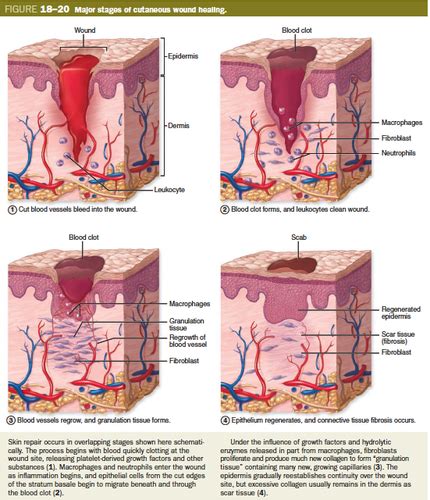 Anatomy And Physiology Chapter Integumentary System Flashcards Quizlet