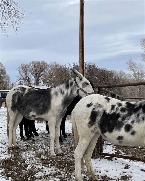 Burro Vs. Donkey: The Same or Different? - Fauna Advice