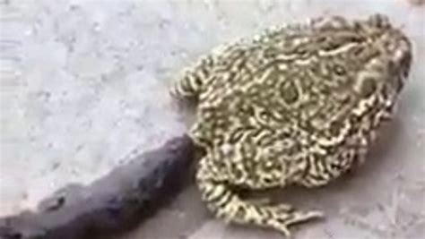 A Toad Makes A Big Poop Vidéo Dailymotion