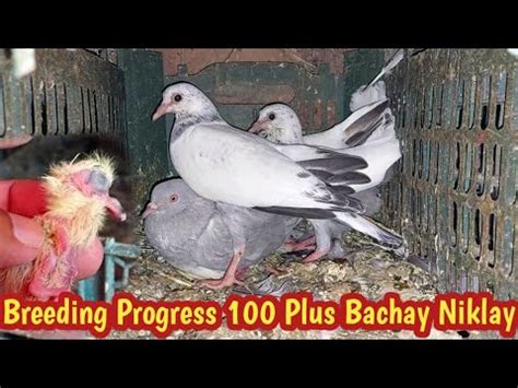 Sakht Garmi Ma Breeding Progress Hashim Mahmood Pigeons YouTube