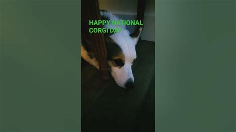 Happy National Corgi Day Youtube