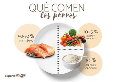 Qu Comen Los Perros Tipos De Alimentos Gu A Completa