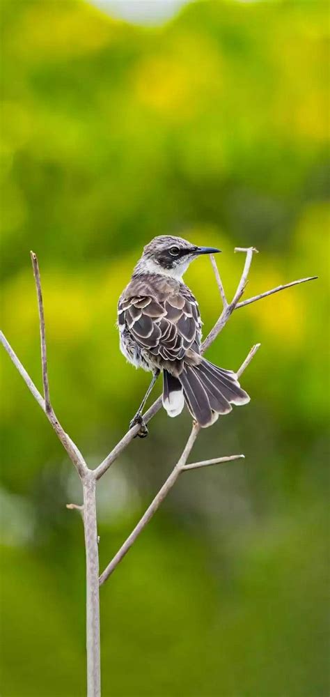 Mockingbird | Pet birds, Animals amazing, Beautiful birds