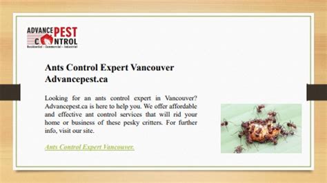 Ants Control Expert Vancouver Advancepest Ca