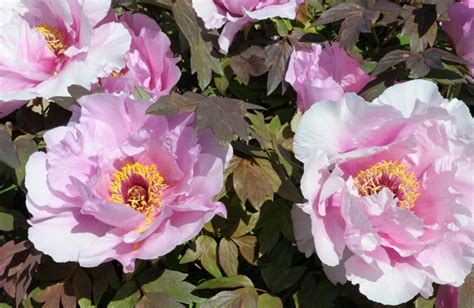 Ambrose Congreve Tree Peony Halifax Perennials Inc