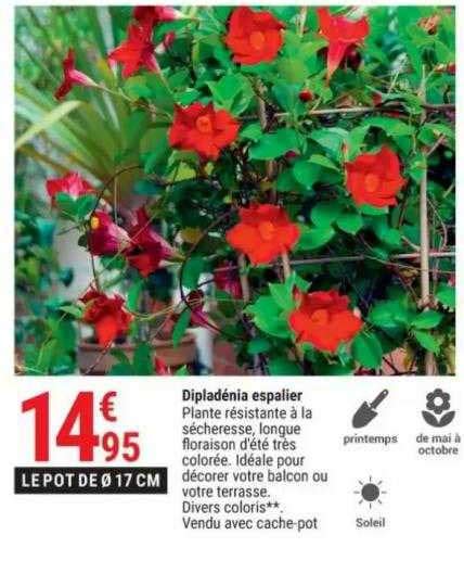 Promo Diplad Nia Espalier Chez Gamm Vert Icatalogue Fr