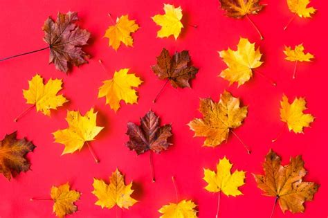 Autumn Leaves on Flat Red Background | Free Nature Image by picjumbo