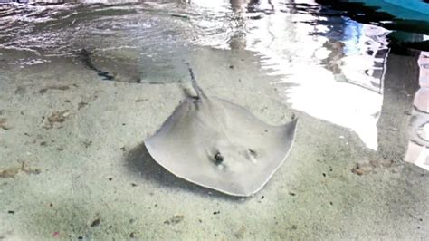 Freshwater Stingray - Complete Species Profile & Care Guide