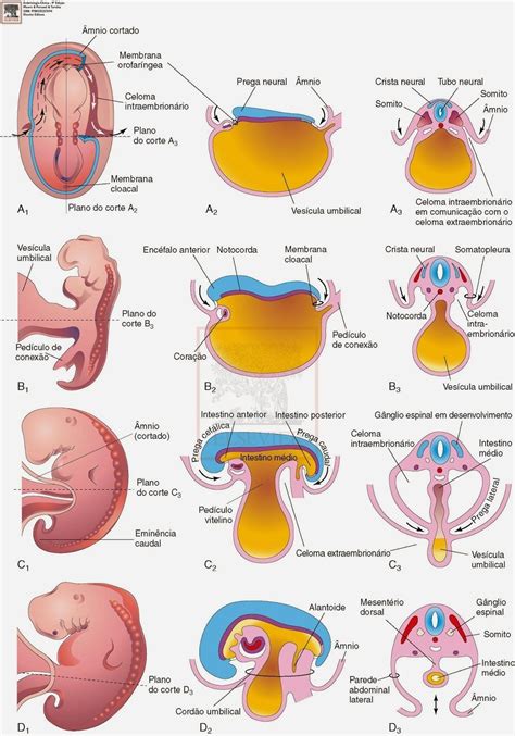 Embriologia pt 2 4ª a 8ª Mind Map