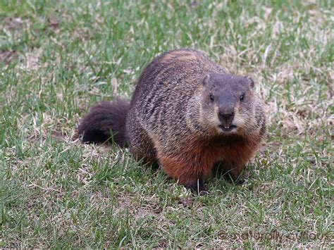 Woodchuck Hibernation | Naturally Curious with Mary Holland