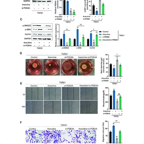 Identification Of Proteins Interacting With Arecoline By