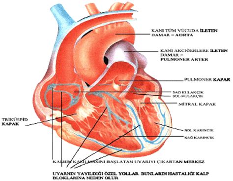 Kalp Odacıkları Dolaşım Sistemi