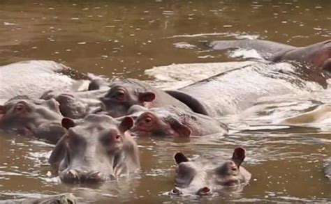 The plural of hippo is, well, one very dirty river | The MacMillan Center Council on African Studies