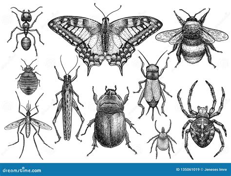 Insect Collection Illustration Drawing Engraving Ink Line Art