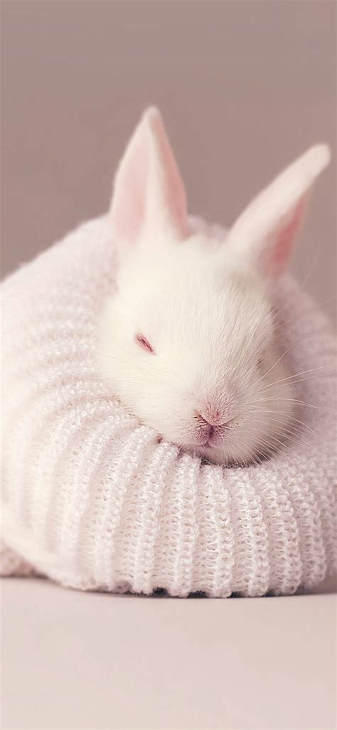 Download Cute Sleeping Baby Bunny Wallpaper | Wallpapers.com