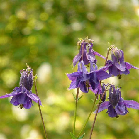 Columbine Flower Seeds (aquilegia) - Little Tree Farm