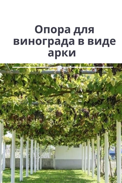 Для чего нужна опора винограду | Будь в теме | Постила