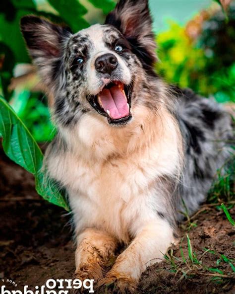 Cómo enseñar a un Border Collie a pastorear Vimar Alfambra