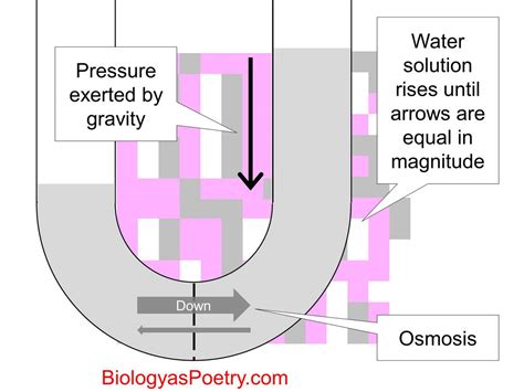 Osmotic Pressure