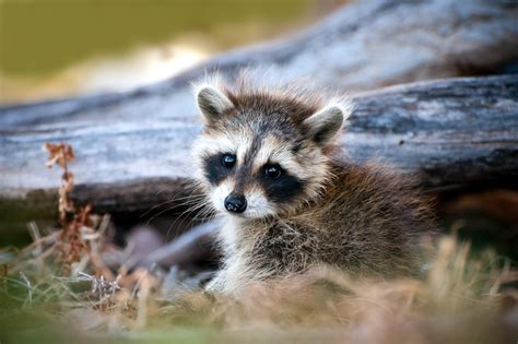 Video of Raccoon Teaching Her Cubs to Climb a Tree Is Too Cute to Miss