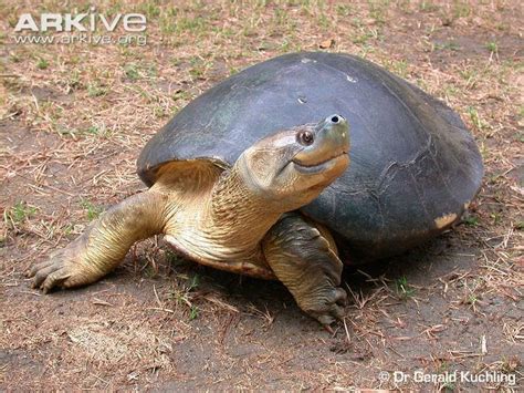 Burmese roofed turtle - Alchetron, The Free Social Encyclopedia