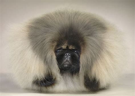 15 Best Pekingese Haircut Styles For 2020 Page 3 Of 3 Petpress